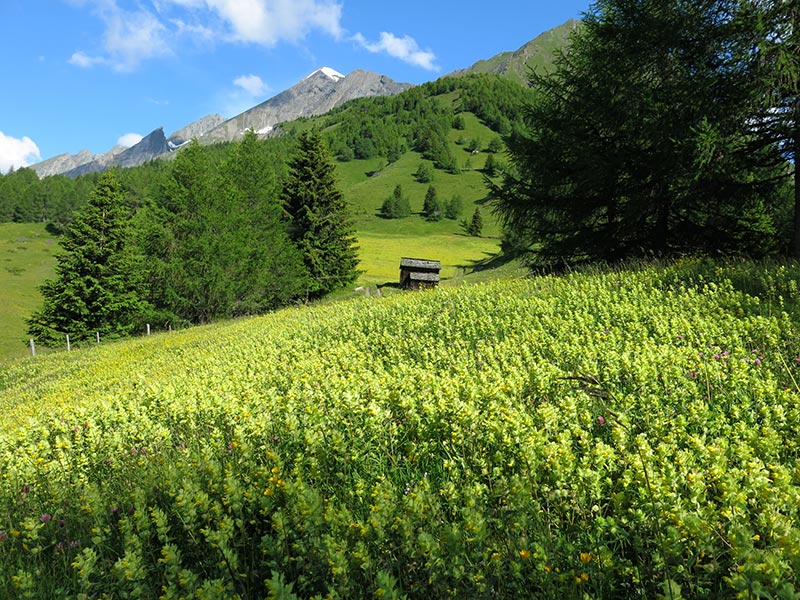 Hintereggkogel